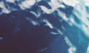 461226472582596984001