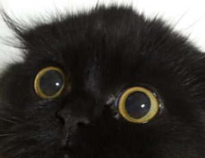 ideas for gifts lwspeakgift