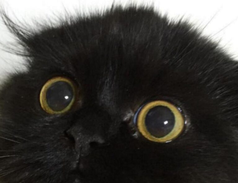 ideas for gifts lwspeakgift