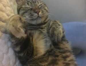 ideas for gifts lwspeakgift