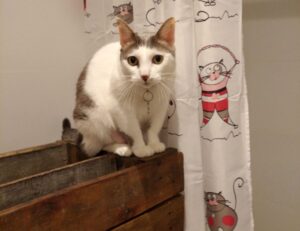 which gift cards are best lwspeakgift