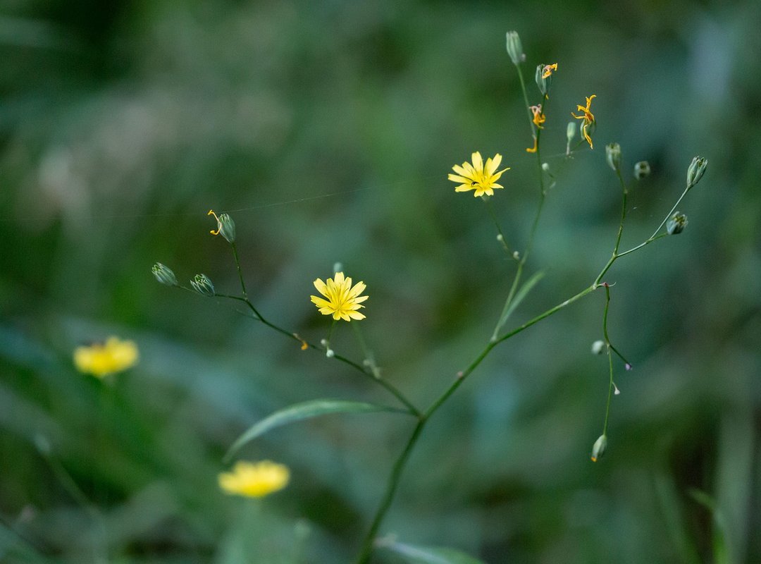 How to Make Bigussani